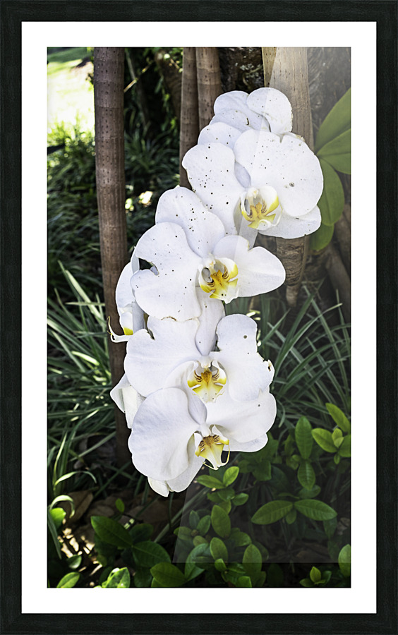 White orchid Picture Frame print