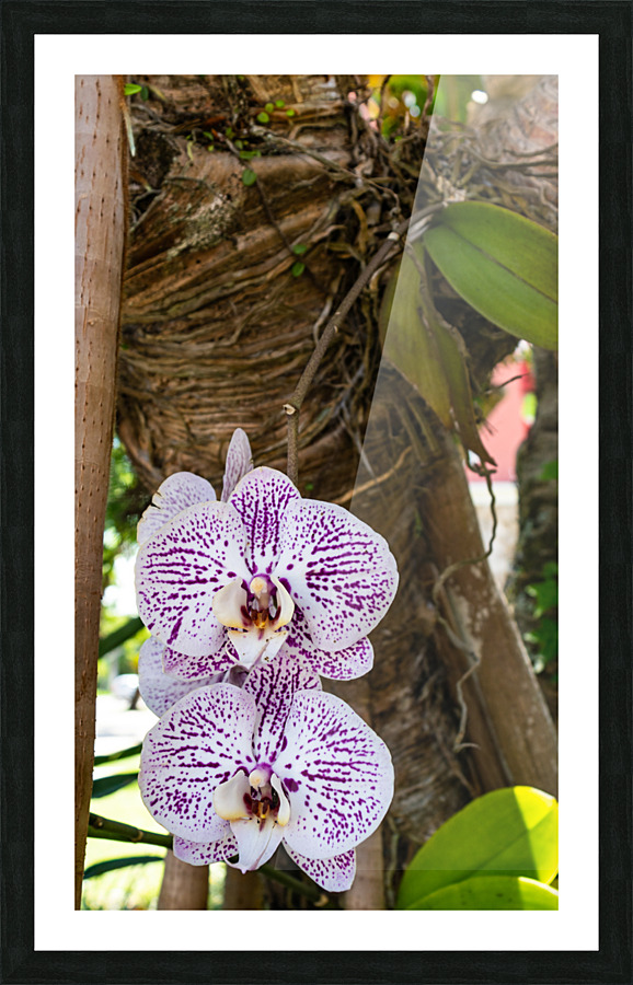 Orchid Picture Frame print
