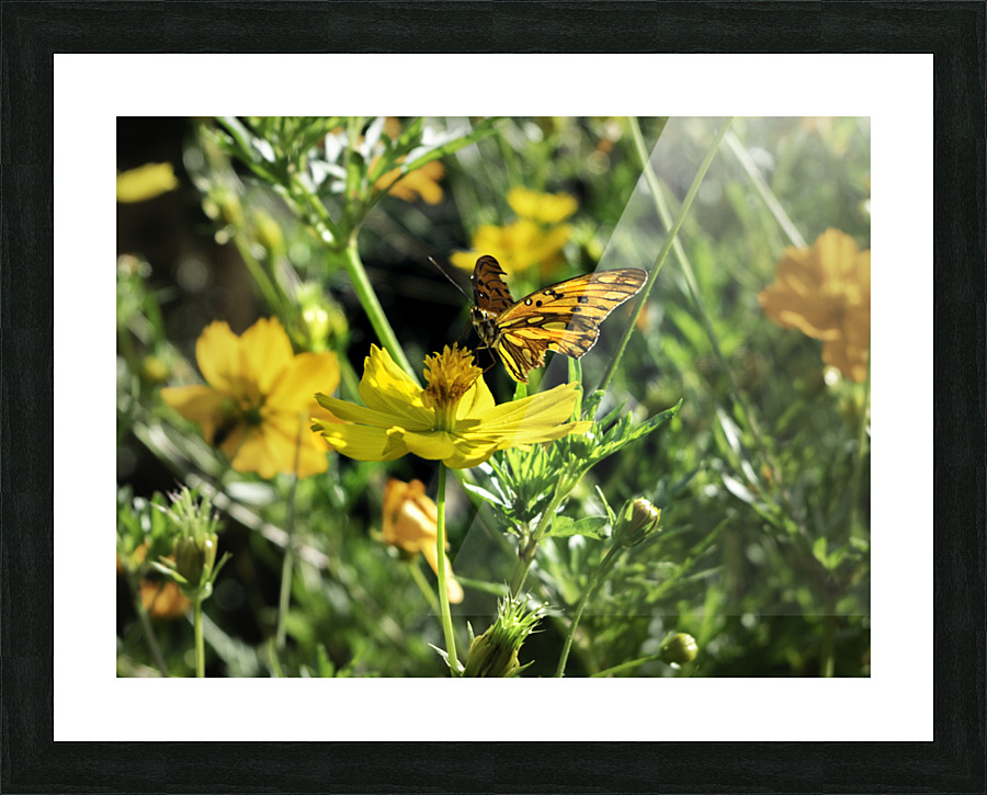 Yellow butterfly Picture Frame print