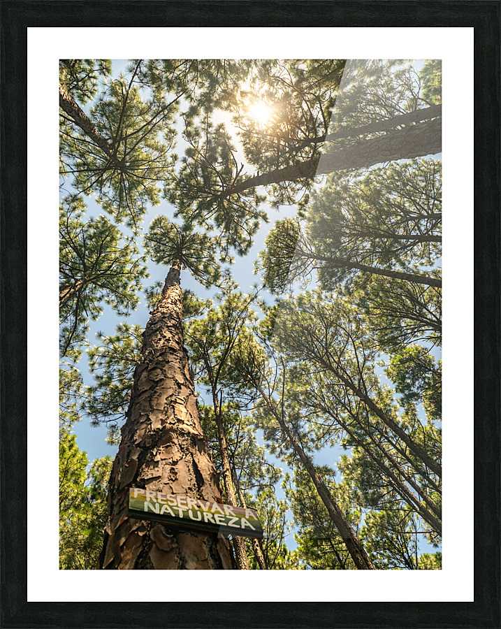 Preserve II Picture Frame print
