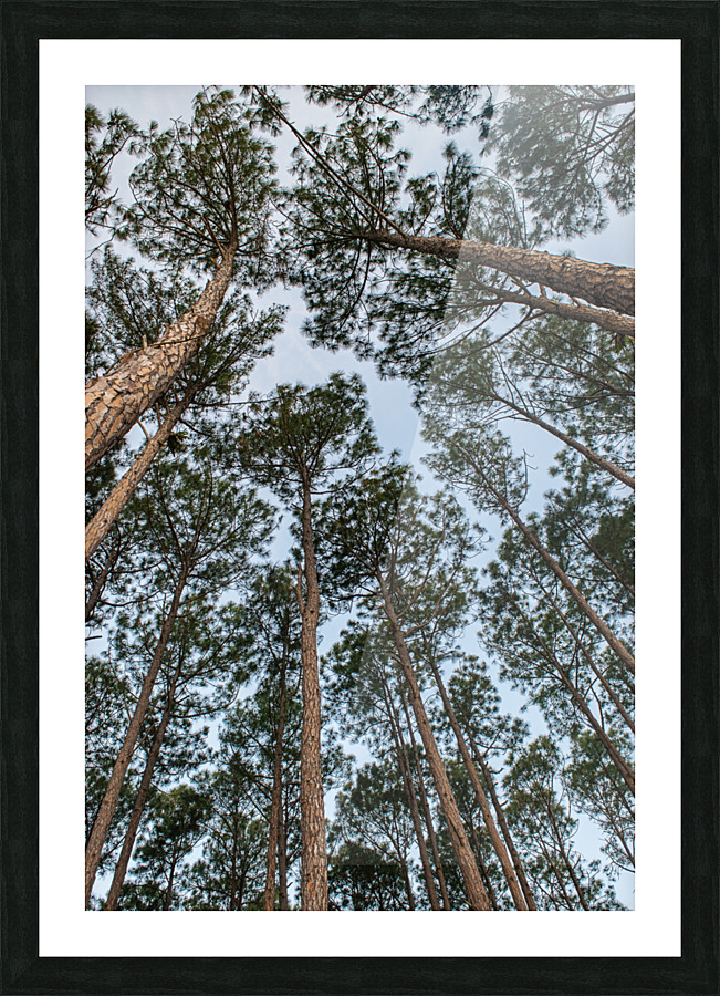 High Trees Picture Frame print