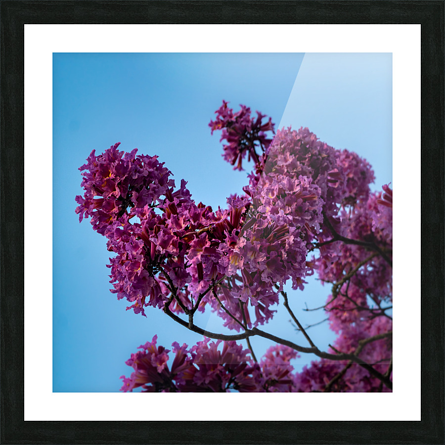 Purple Ipe Picture Frame print
