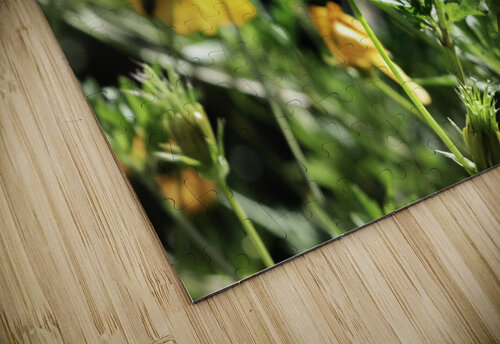 Yellow butterfly Rafael Wong puzzle