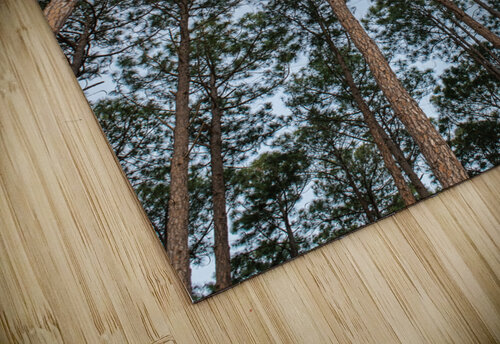 High Trees Rafael Wong puzzle