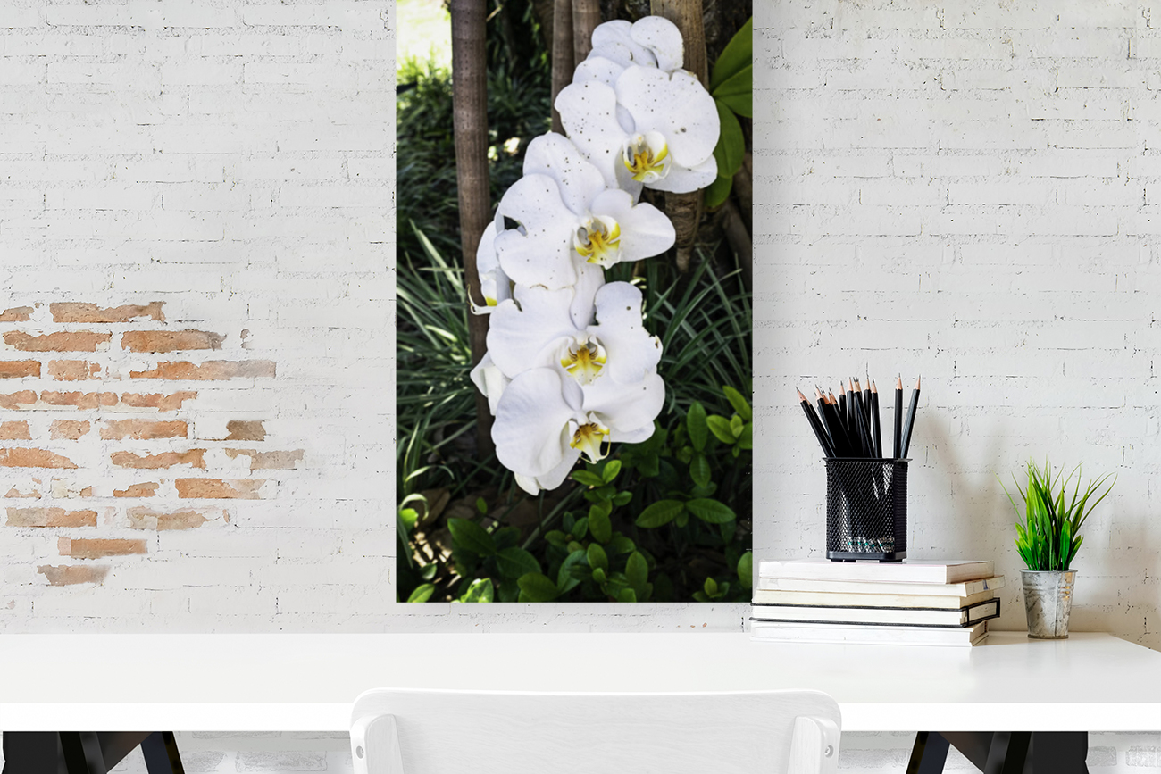 White orchid Reproduction