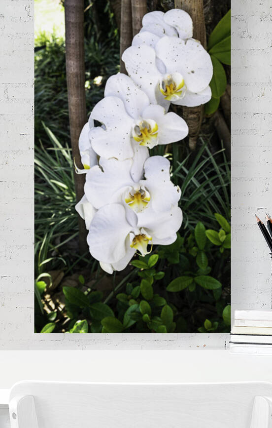 White orchid Reproduction