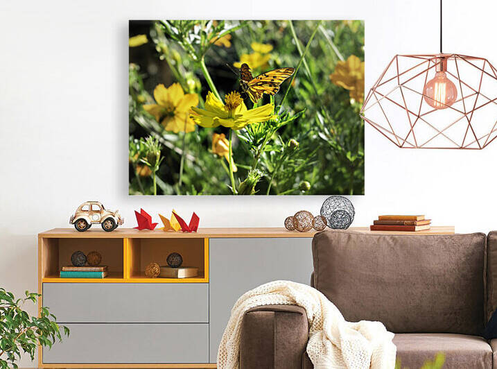 Yellow butterfly Reproduction