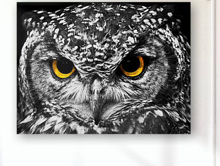 Owl Reproduction
