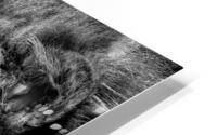 The King b&w HD Metal print
