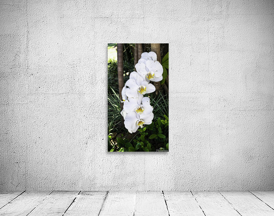 White orchid Wall Preview