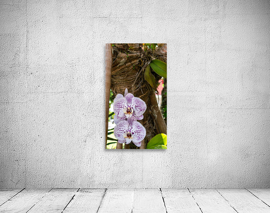 Orchid Wall Preview