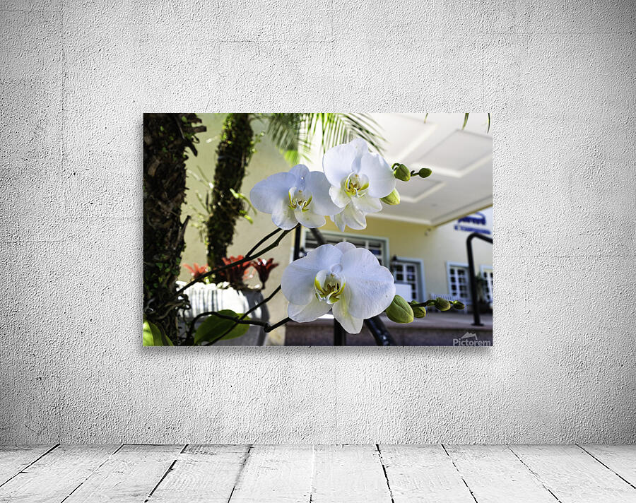 Orchid White Wall Preview