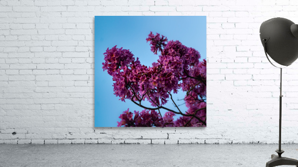 Purple Ipe Wall Preview