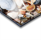 Sea Shells 2 Acrylic print