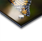 Butterfly 103 Acrylic print