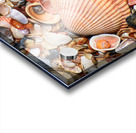 Shell 104 Acrylic print