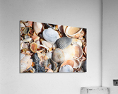Sea Shells 2 Acrylic Print