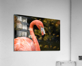 Flamingo 102 Acrylic Print