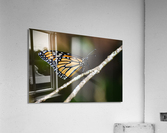 Butterfly 103 Acrylic Print