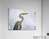 Grey Heron 102 Acrylic Print