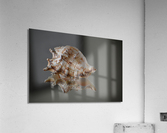 Shell 102 Acrylic Print