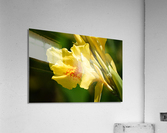 Flower 103 Acrylic Print