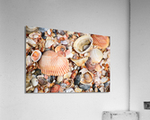 Shell 104 Acrylic Print