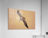 Pelican 102 Acrylic Print