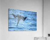 Pelican 101 Acrylic Print