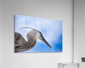Grey Heron 103 Acrylic Print