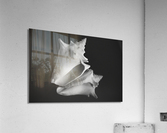 Shell 108 Acrylic Print