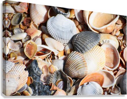 Sea Shells 2 Canvas Print