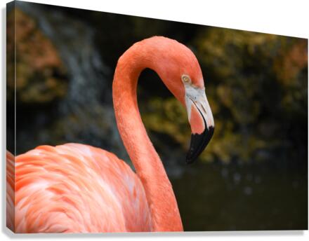 Flamingo 102 Canvas Print