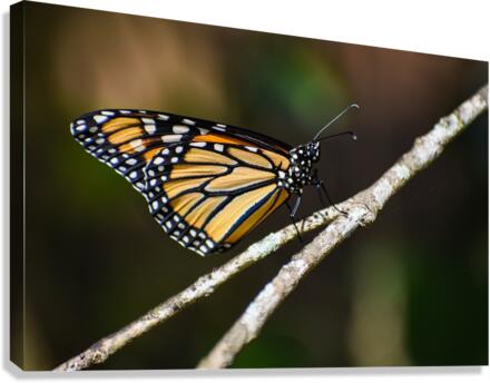 Butterfly 103 Canvas Print