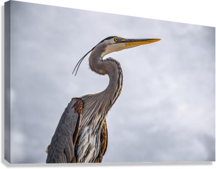 Grey Heron 102 Canvas Print