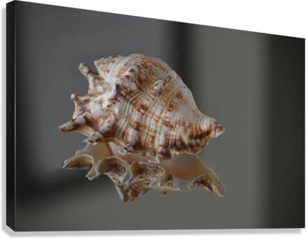 Shell 102 Canvas Print