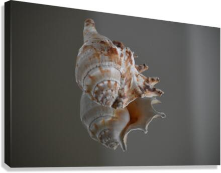Shell 101 Canvas Print