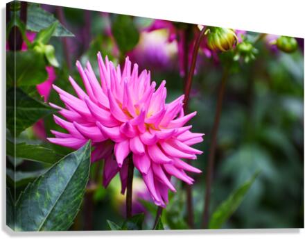 Flower 101 Canvas Print
