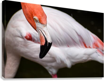 Flamingo 105 Canvas Print