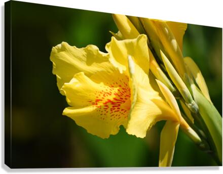 Flower 103 Canvas Print