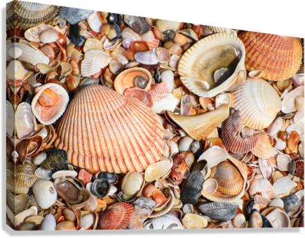 Shell 104 Canvas Print