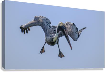 Pelican 103 Canvas Print