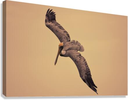 Pelican 102 Canvas Print