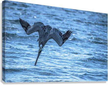 Pelican 101 Canvas Print