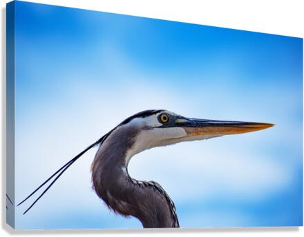 Grey Heron 101 Canvas Print