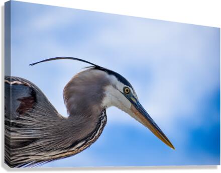 Grey Heron 103 Canvas Print