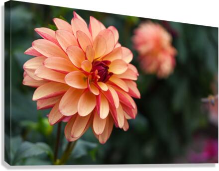 Flower 107 Canvas Print