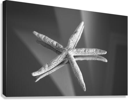 Shell 107 Canvas Print