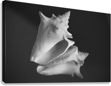 Shell 108 Canvas Print