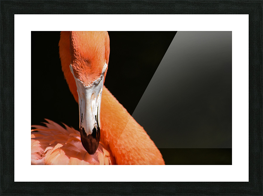Flamingo 101 Picture Frame print